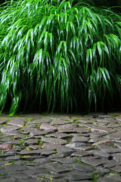 Paisaje Lluvioso Jardín Japonés Con Pavimento Piedra Gramíneas Exuberantes Hierbas —  Fotos de Stock
