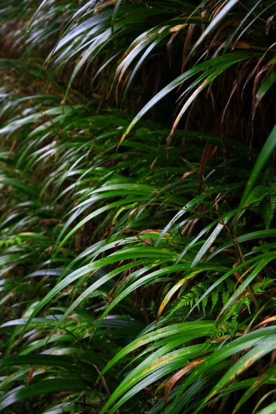 Fedezeti Japán Endemikus Nád Hakonechloa Macra — Stock Fotó