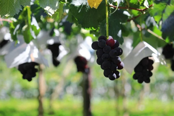 Japanische Herbst Weinberglandschaft Mit Großen Trauben — Stockfoto