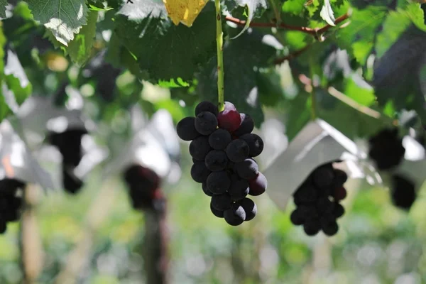 Japanische Herbst Weinberglandschaft Mit Großen Trauben — Stockfoto