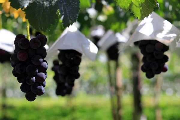 Japanische Herbst Weinberglandschaft Mit Großen Trauben — Stockfoto