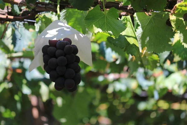 Japanische Herbst Weinberglandschaft Mit Großen Trauben — Stockfoto