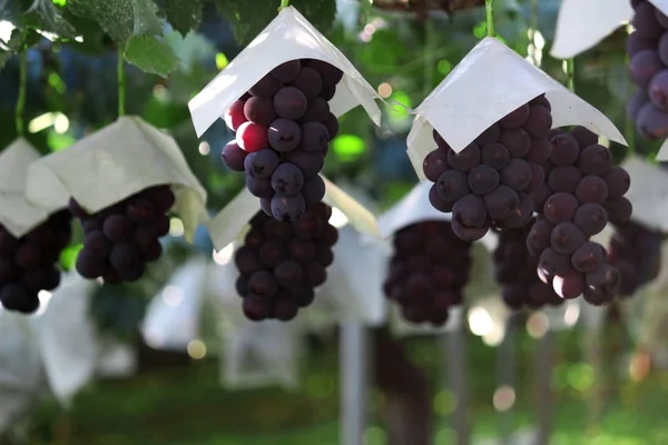 Japanische Herbst Weinberglandschaft Mit Großen Trauben — Stockfoto