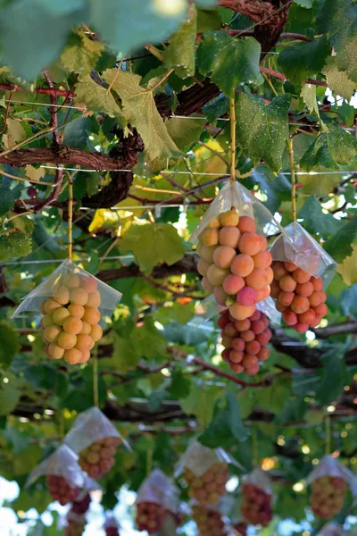 Японский Осенний Виноградник Большим Спелым Красным Виноградом — стоковое фото