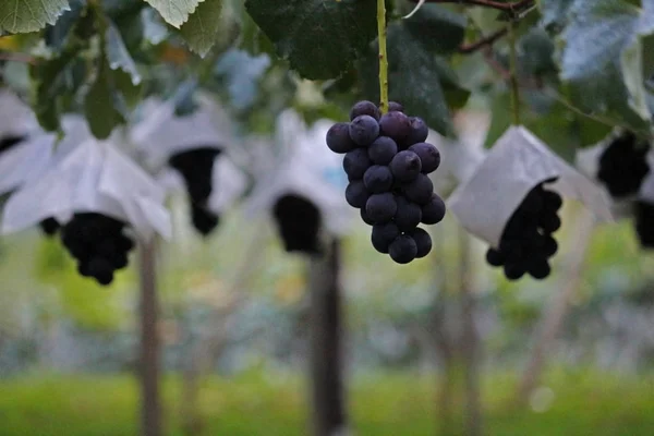 Ruhe Morgen Weinberglandschaft Mit Großen Reifen Trauben — Stockfoto