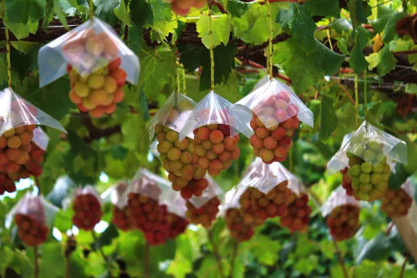 Japanische Herbst Weinlandschaft Mit Großen Reifen Roten Trauben — Stockfoto
