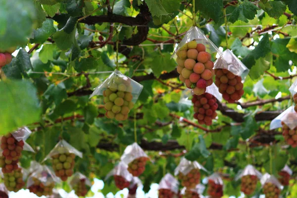 Japanese Autumn Vineyard Landscape Big Ripe Red Grapes — Stock Photo, Image