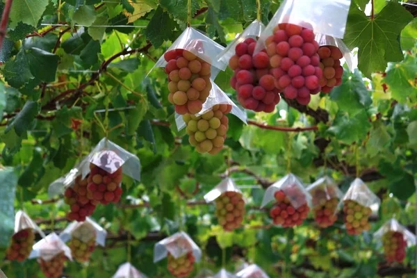 Japanische Herbst Weinlandschaft Mit Großen Reifen Roten Trauben — Stockfoto