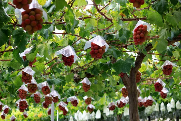 Japanese Autumn Vineyard Landscape Big Ripe Red Grapes — Stock Photo, Image