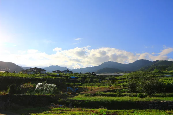 Vineyard Landskap Kyoho Hill Yamanashi Japan — Stockfoto