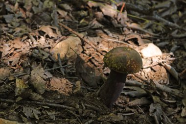 Mantarlı ve ölü yapraklı sonbahar manzarası