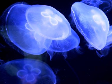 Jellyfish drifting in the sea illuminated by blue light