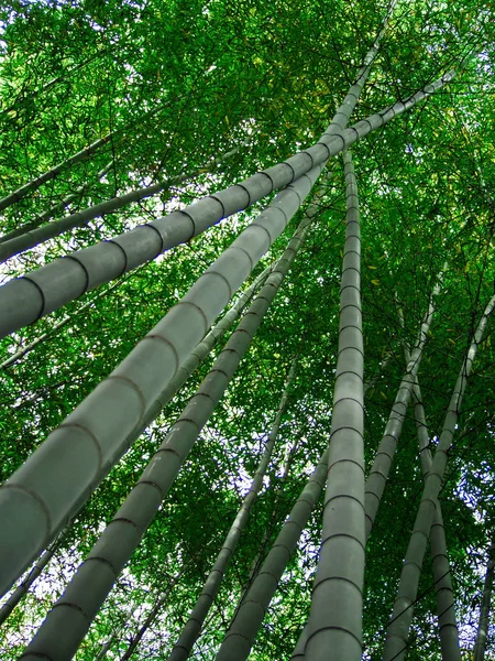 Пейзаж японского бамбукового сада — стоковое фото