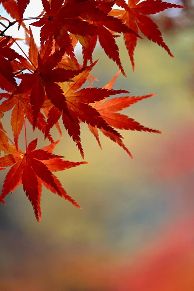 Foto Cerca Una Hoja Arce Que Puso Roja Temporada Otoño —  Fotos de Stock