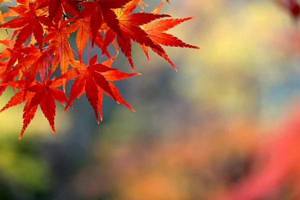 Foto Cerca Una Hoja Arce Que Puso Roja Temporada Otoño — Foto de Stock