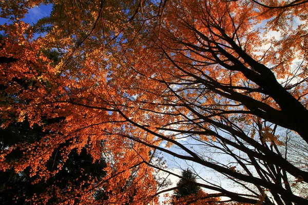 Фото Смотрящее Снизу Осенний Лес Покрасневший Закате — стоковое фото