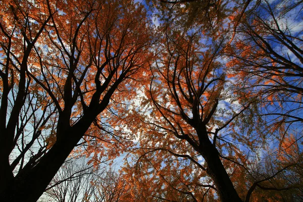 Une Photo Qui Regarde Bas Une Forêt Automne Qui Est — Photo