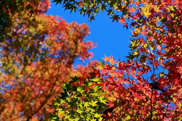 Кленовый Лист Который Начал Краснеть Осенью — стоковое фото