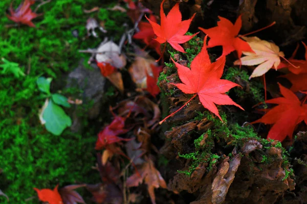 Red Maple Leaves Have Fallen Stump Forest — Stock Photo, Image
