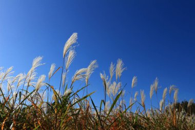 Sonbaharın kulakları Japon pampaları sabah güneşinde parlıyor
