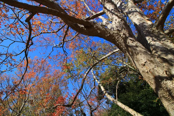 Ein Großer Baum Aus Dreizack Ahorn Der Rot Wurde — Stockfoto