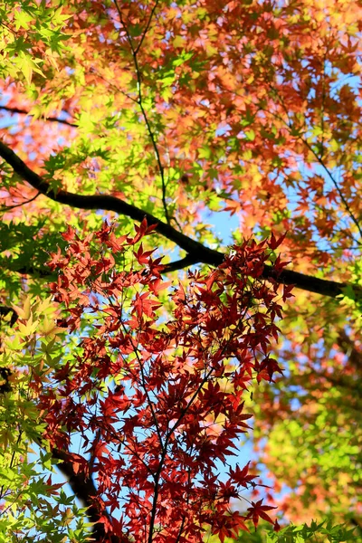 Кленовый Лист Который Начал Краснеть Осенью — стоковое фото