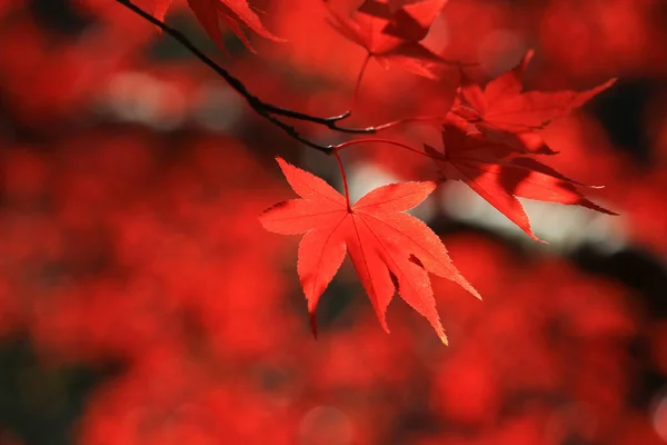 Closeup photo of a Japanese maple with red autumn leaves