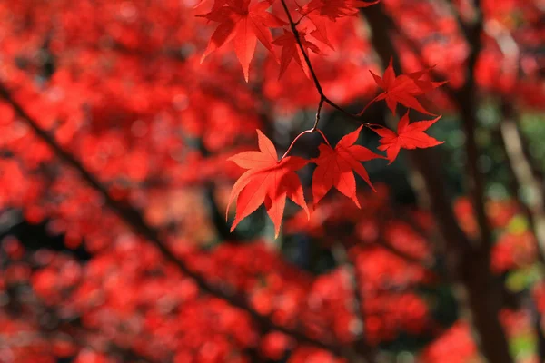 Zbliżenie Zdjęcie Klonu Japońskiego Czerwonymi Jesiennymi Liśćmi — Zdjęcie stockowe