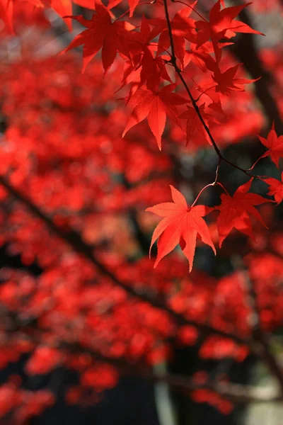 Closeup photo of a Japanese maple with red autumn leaves