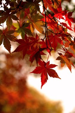 Sonbahar mevsiminde kırmızıya dönen bir akçaağaç yaprağının yakın fotoğrafını çek.