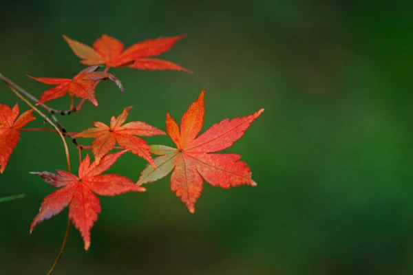 Nahaufnahme Eines Ahornblattes Das Sich Herbst Rot Färbte — Stockfoto