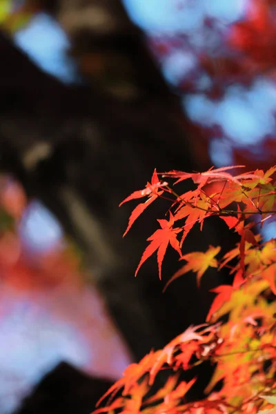 Paysage Forestier Automne Avec Feuilles Érable Rouge Vif — Photo