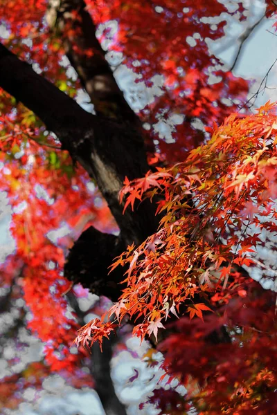 Осенний Лесной Пейзаж Ярко Красными Листьями Клена — стоковое фото