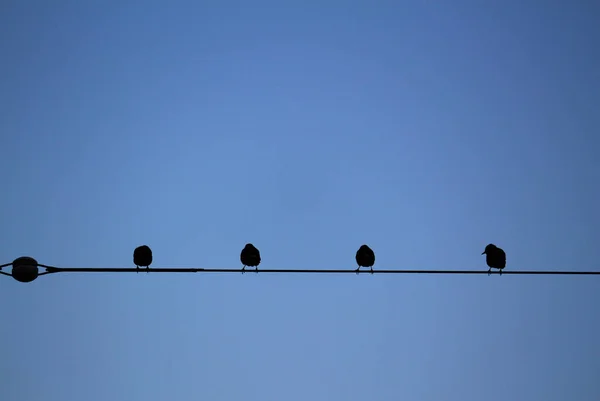 Bando Pombos Lado Lado Fio Elétrico Esperando Amanhecer — Fotografia de Stock