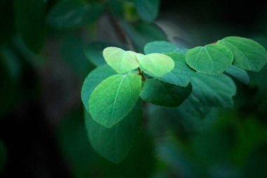 Fantastik yeşil yaprak arka plan malzeme fotoğrafı