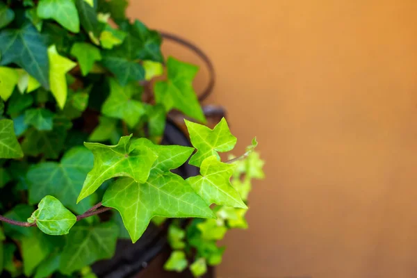 New green ivy leaf close up photo