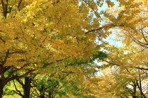 A tree lined avenue of ginkgo trees with yellow leaves