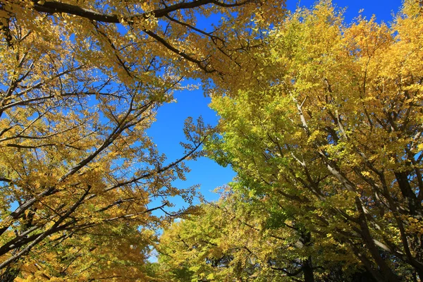 A tree lined avenue of ginkgo trees with yellow leaves