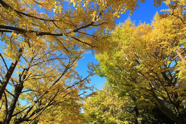 A tree lined avenue of ginkgo trees with yellow leaves