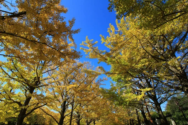 Eine Von Bäumen Gesäumte Allee Von Ginkgobäumen Mit Gelben Blättern — Stockfoto