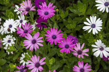 Parlak renkli Afrika papatyası çiçekleri