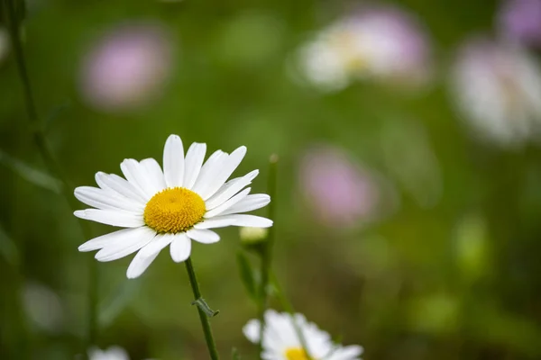 Uma Única Flor Margarida Branca — Fotografia de Stock