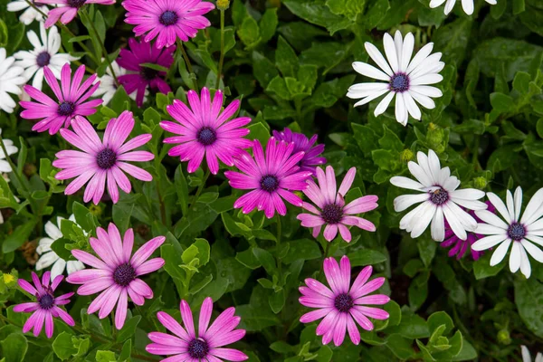 Brightly Colored African Daisy Flowers — Stock Photo, Image