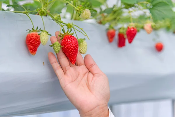 strawberry in greenhouse  indoor farm, Japan travel.