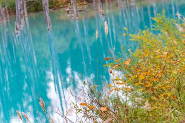 Biei, Hokkaido Japonya gölette arka plan mavi ile yeşil yaprak.