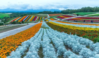 gümüş tozu, marigolds ve Kızıl sage shikisai-no-oka çiftlik güzel çiçekler çiftlik renkli hill Biei, Hokkaido, Japonya adlı çiçek alanları, gökkuşağı alanlarında