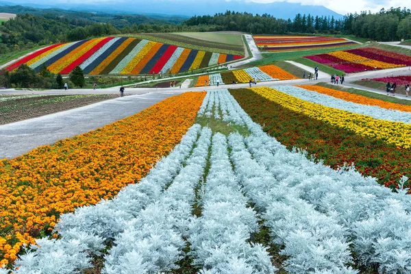 Shikisai-no-oka çiftlik güzel çiçekler çiftlik renkli hill adlı Biei, Hokkaido, Japonya.