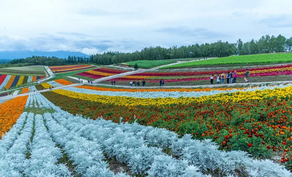 Rainbow fields of silver dust, marigolds, and scarlet sage at the flower fields of shikisai-no-oka Farm beautiful flowers farm colorful hill at Biei, Hokkaido, Japan