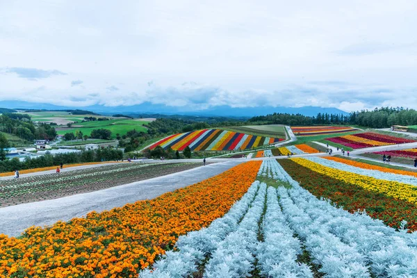 gümüş tozu, marigolds ve Kızıl sage shikisai-no-oka çiftlik güzel çiçekler çiftlik renkli hill Biei, Hokkaido, Japonya adlı çiçek alanları, gökkuşağı alanlarında