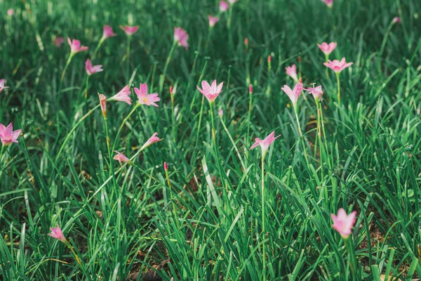 Bahçe, vintage tonda pembe çiçek.